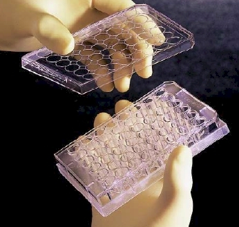 BioCoat™ Laminin Multiwell & Assay Plates