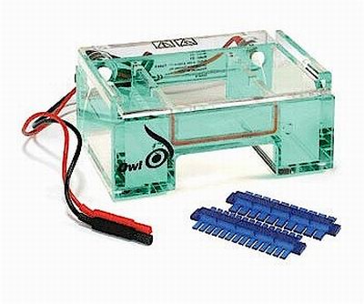Running Gel Electrophoresis