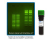 SmartGlow™ Nucleic Acid Stain